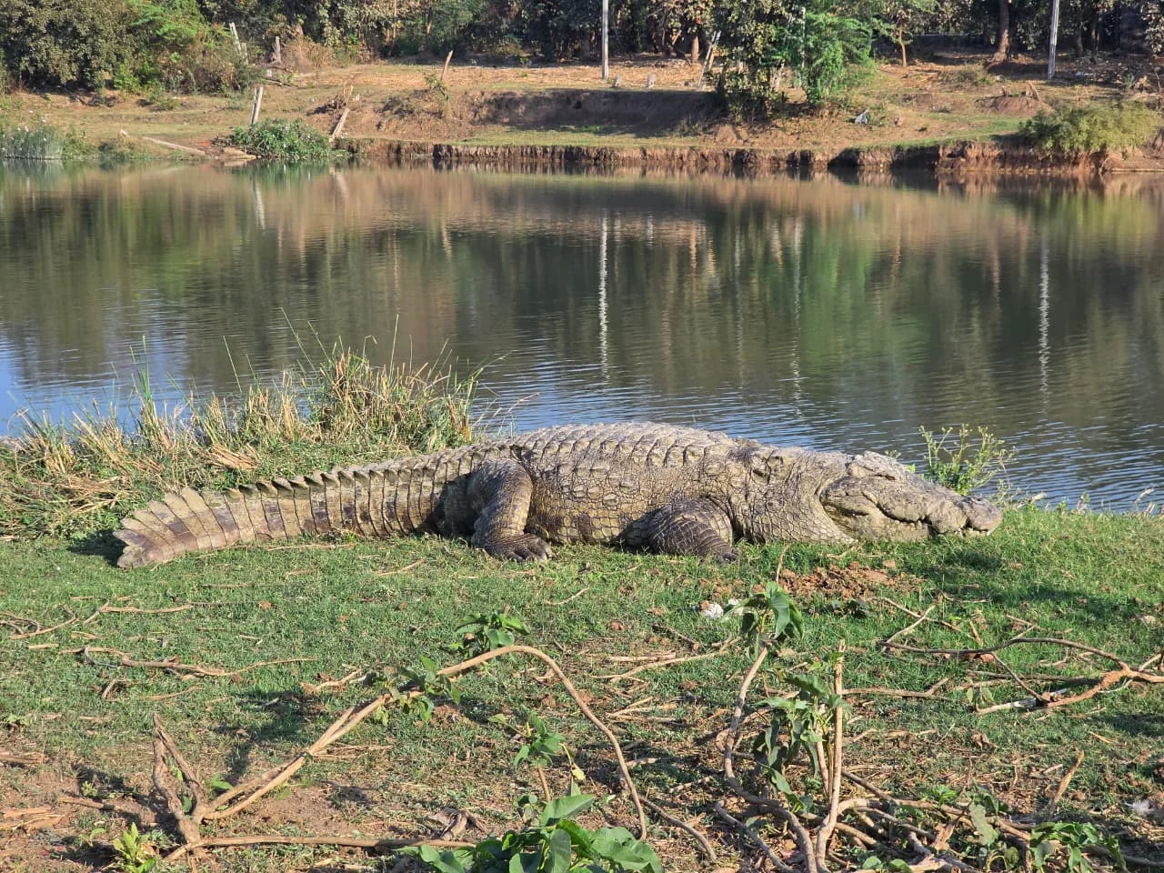 Crocodile viewing point near Patang Family Resort